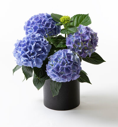 Blå hortensia i sort potte